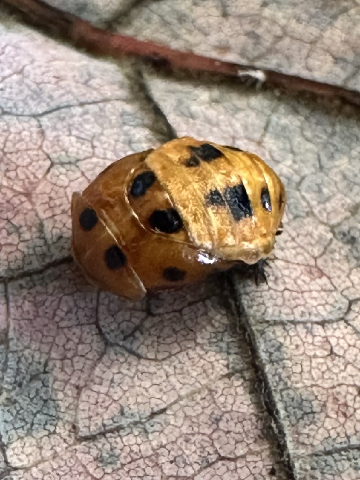 The Life Cycle of an Asian Ladybeetle