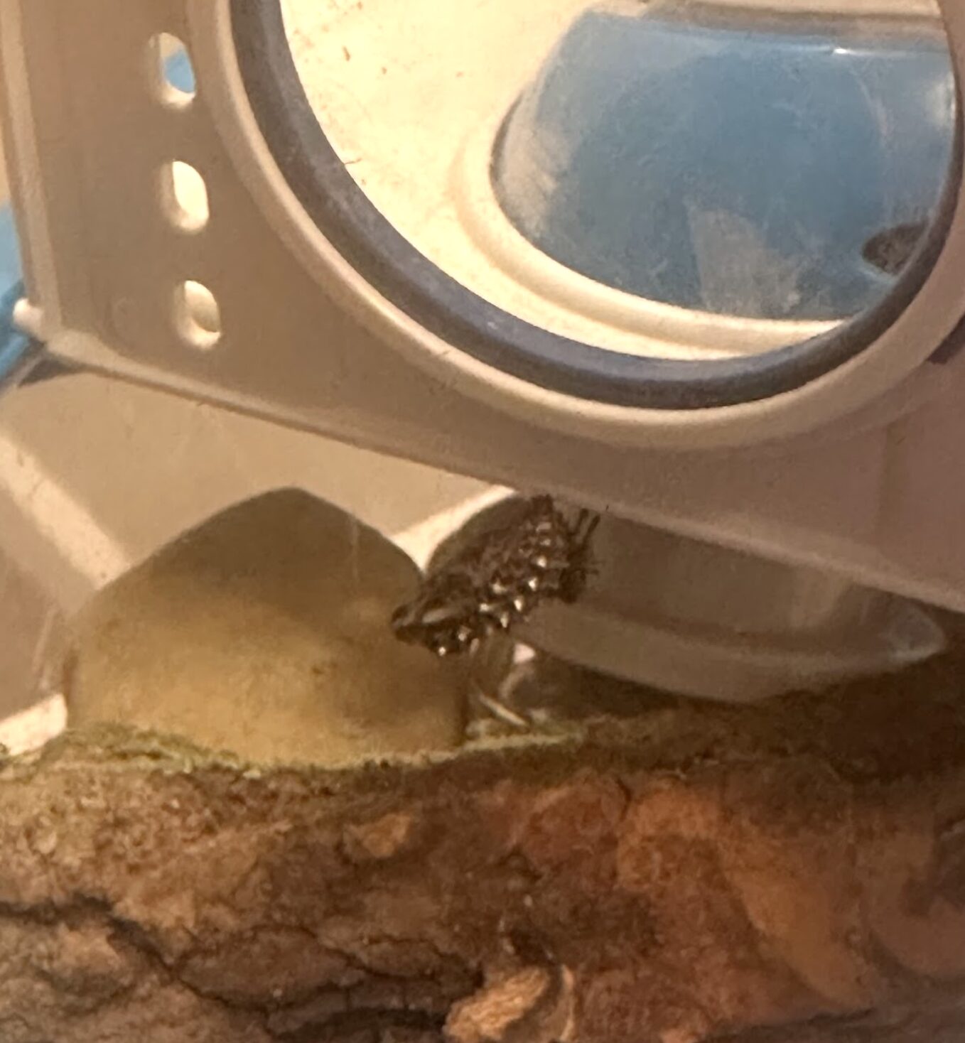 Variegated fritillary – update!