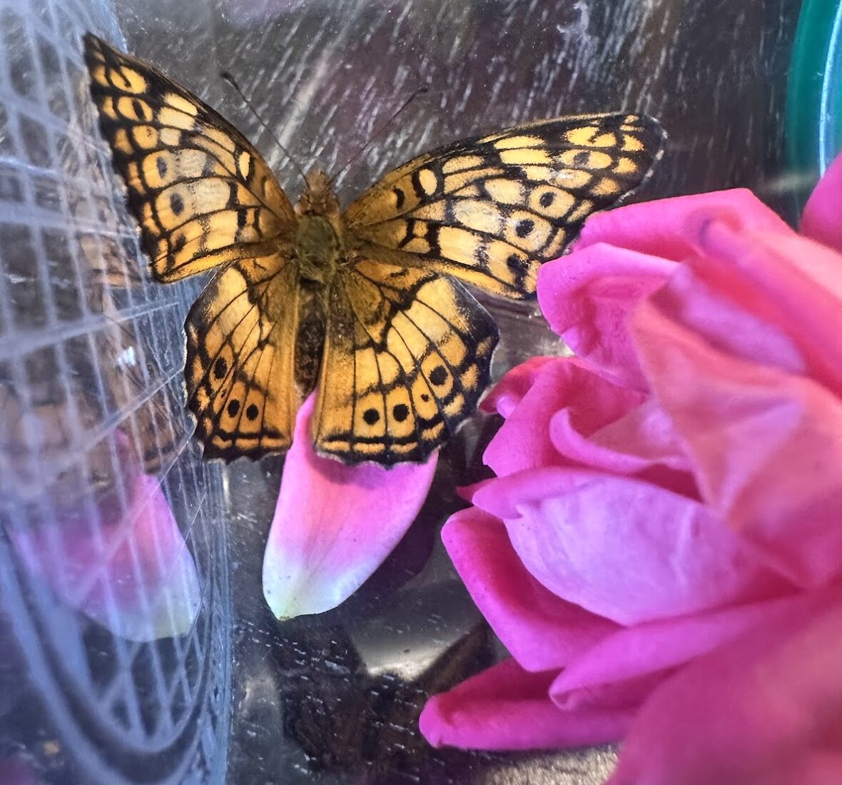 Variegated fritillary butterfly!