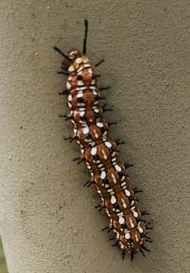 Variegated Fritillary Butterfly (Caterpillar)